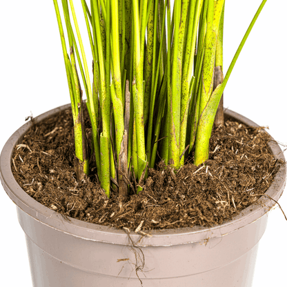 Dypsis Areca Lutescens – Goldfruchtpalme – Zimmerpflanze Ø19cm ↕80-100cm – Federartige Blätter – Tropisches Flair – Pflegeleicht 