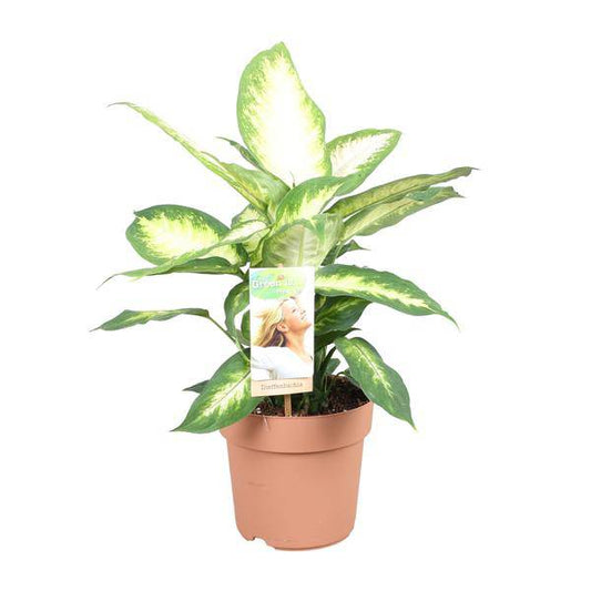 Dieffenbachie Camilla – Zimmerpflanze – Ø17cm – ↕45cm – Dekorative Blattpflanze mit gemustertem Laub – Pflegeleicht & für Halbschatten geeignet
