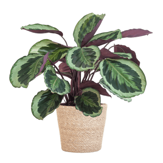 Calathea Medaillon 65cm – Korbmarante Zimmerpflanze Ø21cm – dekorative tropische Pflanze mit einzigartigen Blättern im Seegras Korb Sofia Natur – luftreinigende pflegeleichte Zimmerpflanze 