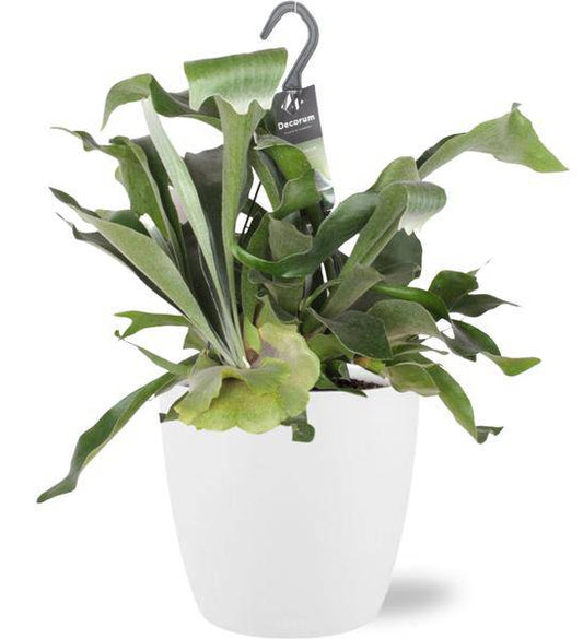 Platycerium Bifurcatum Geweihfarn – Ø17 cm – ca. 30 cm hoch – Inklusive Topf Brüssel Weiß Ø18x17 cm – Stilvolle Zimmerpflanze für Wohnzimmer & Büro 