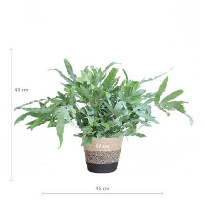 Phlebodium Aureum 'Blue Star' - Blauer Tüpfelfarn - Zimmerpflanze + Korb Lissabon Schwarz - ↕40cm - Ø17cm