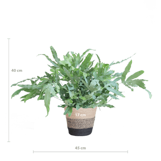 Phlebodium Aureum 'Blue Star' – Blauer Tüpfelfarn – Zimmerpflanze + Korb Lissabon Schwarz – Ø17 cm – Höhe 40 cm – Graublaue Blätter – Nachhaltiger Jutekorb – Pflegeleicht & stilvoll 