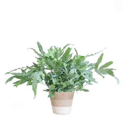 Phlebodium Aureum 'Blue Star' - Blauer Tüpfelfarn - Zimmerpflanze + Korb Lissabon Weiß - ↕40cm - Ø17cm