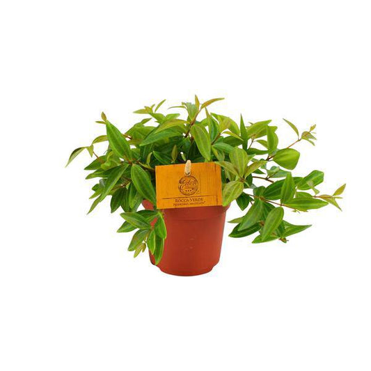 Peperomia 'Angulata Rocca Vivace' – Zwergpfeffer Zimmerpflanze – Ø11cm – ca. 15cm hoch – Pflegeleichte Blattschmuckpflanze für schattige Innenräume – Kompakt & dekorativ