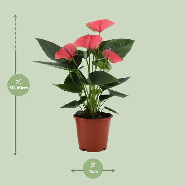 Anthurium Sweet Dream in transparenter Hülle - Flamingoblumen - Zimmerpflanze - Ø12cm - ↕36cm 