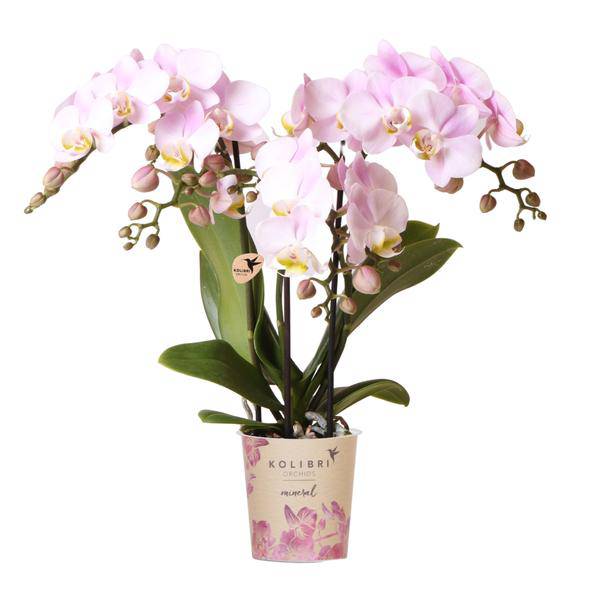 Rosa Phalaenopsis Orchidee Portugal – Ø9cm – Elegante blühende Zimmerpflanze – Perfekt für Innenräume und Geschenke 