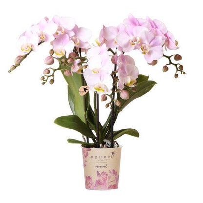 Rosa Phalaenopsis Orchidee Portugal – Ø9cm – Elegante blühende Zimmerpflanze – Perfekt für Innenräume und Geschenke 