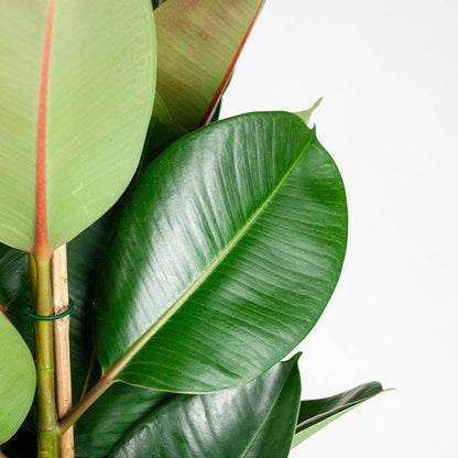 Ficus Elastica Robusta – Gummibaum – Zimmerpflanze – ca. 90 cm – Ø27 cm – In Pflanzkorb Torun – Pflegeleicht & dekorativ 