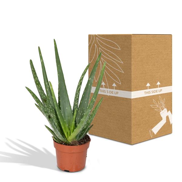 Aloe vera – Echte Aloe – Ø12cm x H40cm – Pflegeleichte Zimmerpflanze & Sukkulente – Sonnentolerant & wasserspeichernd – Im Kunststofftopf – Direkt aus der Gärtnerei 