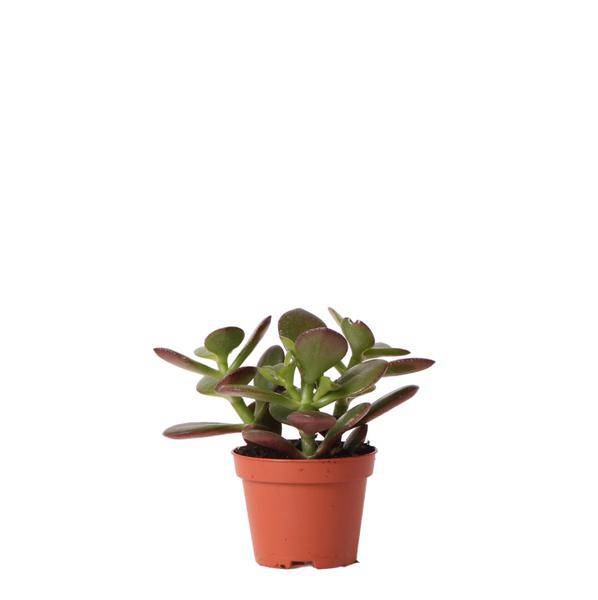 Grüne Pflanze - Sukkulente Crassula Ovata - grüne Zimmerpflanze - frisch aus der Gärtnerei - Ø6cm - Oasis of Life