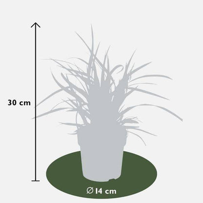 Carex morrowi 'Eistanz' - Japanische Segge - Ø14cm - ↨25cm - 6 Stück