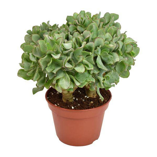Crassula Arborescens Undulatifolia – Silberdollar-Pflanze – Zimmerpflanze im Ø15 cm Topf – ca. 21 cm hoch – Pflegeleichte Sukkulente mit einzigartigen, gewellten Blättern 