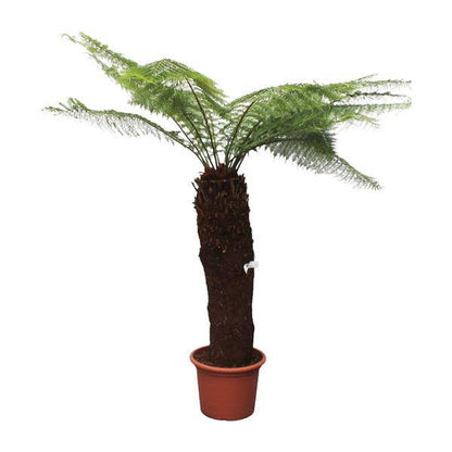 Taschenfarn - Dicksonia Antarctica - 280cm - ø60cm