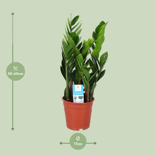 Glücksfeder - Zamioculcas Zamiifolia - Zimmerpflanze - Ø17cm - ↕60cm