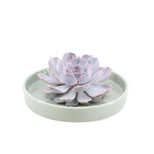 Sukkulente - Echeveria Lilacina in Schale 'Grün' - Zimmerpflanze - Ø20cm - ↕5cm 