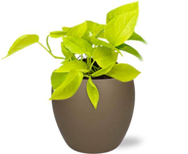 Epipremnum Golden Pothos - Efeutute - Zimmerpflanze - Ø12cm - ↕15cm + Schale Topf Braun Ø13/14.5x13cm