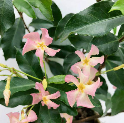 Sternjasmin Trachelospermum 'Star of Ibiza' – Rosa – Immergrüne Kletterpflanze – ca. 65cm Höhe – Duftender mediterraner Jasmin für Terrasse & Balkon