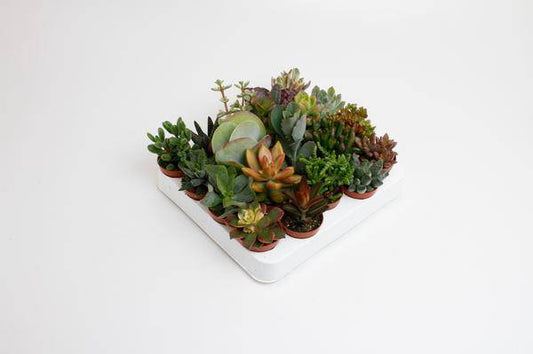 Sukkulenten Mix - Zimmerpflanze - Ø5,5cm - ↕10cm - 20 Stück