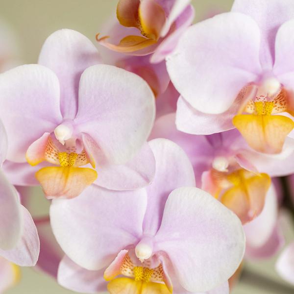 Rosa Phalaenopsis Orchidee Andorra und Sukkulente inkl. Keramik Topf + Tablett - Pflanzenset Valentine 'Gradience Pink' 