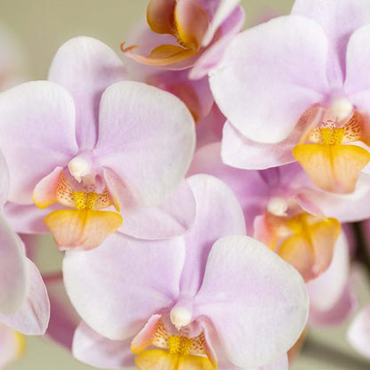 Rosa Phalaenopsis Orchidee Andorra und Sukkulente inkl. Keramik Topf + Tablett - Pflanzenset Valentine 'Gradience Pink' 