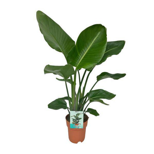 Strelitzia Nicolai - Paradiesvogelpflanze - Ø19cm - ↕90cm - Oasis of Life