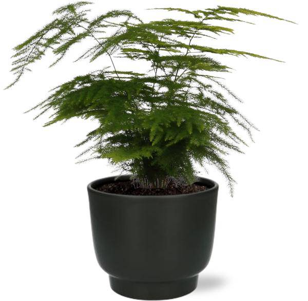 Asparagus Setaceus - Feder-Spargel - Zimmerpflanze - Ø12cm - ↕35cm + Potenza Topf Schwarz Ø13x11cm