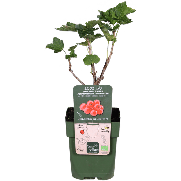 Rote Johannisbeere - Ribes rubrum 'Jonkheer van Tets' - Ø13cm - ↕45cm