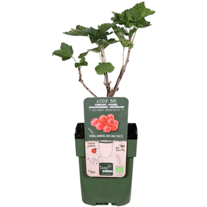 Rote Johannisbeere - Ribes rubrum 'Jonkheer van Tets' - Ø13cm - ↕45cm