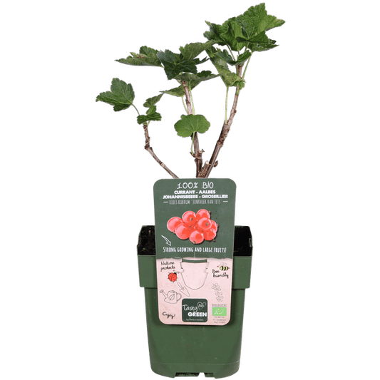 Rote Johannisbeere - Ribes rubrum 'Jonkheer van Tets' - Ø13cm - ↕45cm