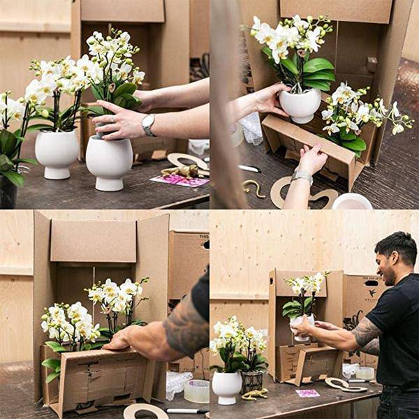 gelbe Phalaenopsis Orchidee Topfgröße Ø9cm | blühende Zimmerpflanze - frisch vom Züchter - Oasis of Life