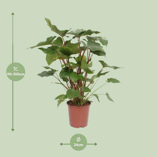 Homalomena Rubescens Maggy - Zimmerpflanze - Ø24cm - ↕90cm 