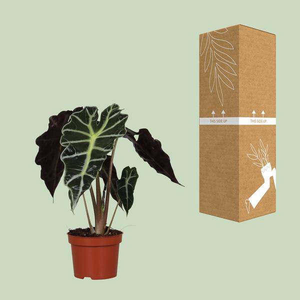 Pfeilblatt - Alocasia Amazonica Polly - Zimmerpflanze - Ø12cm - ↕30cm