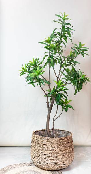 Kunstpflanze - Dracaena - Drachenbaum - 190 cm