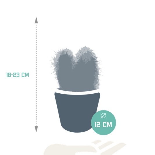 Kaktus - Cereus - Mix - 10,5 cm - 3 Stück - Zimmerpflanze - im weißen Topf 