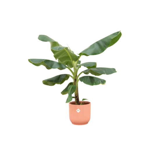 Bananenpflanze (Musa) ca. 100cm – Inkl. Pflanztopf Vibes Fold Rosa Ø22 – Tropische Zimmerpflanze – Dekorative Grünpflanze für Wohnzimmer, Wintergarten & Büro 