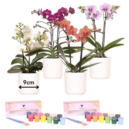 Malset Blumentöpfe bemalen mit Orchideen – DIY Kreativset für 4 Personen – Inklusive 4 weiße Blumentöpfe, 4 Orchideen, 24 Farben & 8 Pinsel – Bastelset für Kinder & Erwachsene 