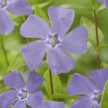 Kleines Immergrün - Vinca minor - ↕10-25cm - Ø9cm - 40 Stück