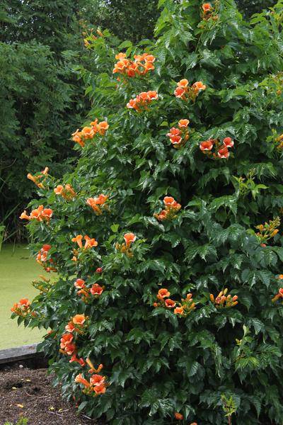 Klettertrompete - Campsis 'Indian Summer' - ↨65cm - Ø15cm - 2 Stück