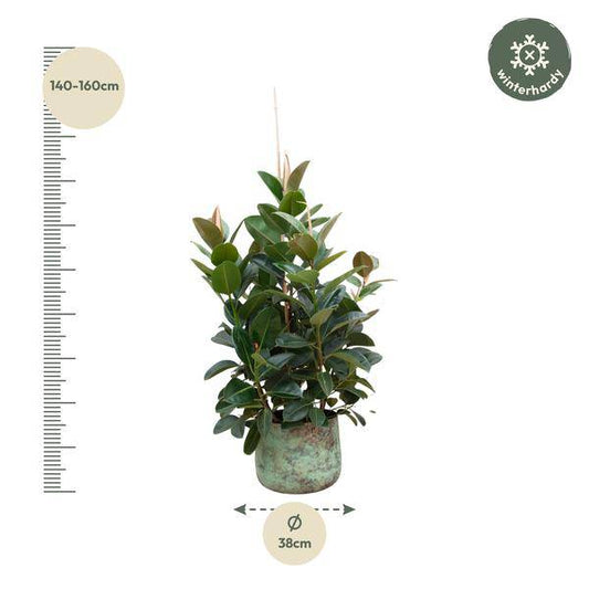Gummibaum - Ficus Robusta - ZaGummibaum – Ficus Robusta – Zimmerpflanze 150cm – Ø38cm – XXL-Pflanze mit großen dunkelgrünen Blättern – Immergrüne Kübelpflanze für Wohnzimmer & Büro – Pflegeleichtimmerpflanze - 150cm - ø38cm 