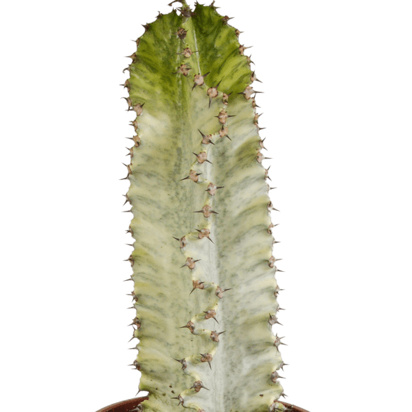 Wolfsmilch Kaktus - Euphorbia marmorata - Zimmerpflanze - 17cm