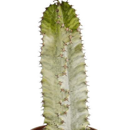 Wolfsmilch Kaktus - Euphorbia marmorata - Zimmerpflanze - 17cm