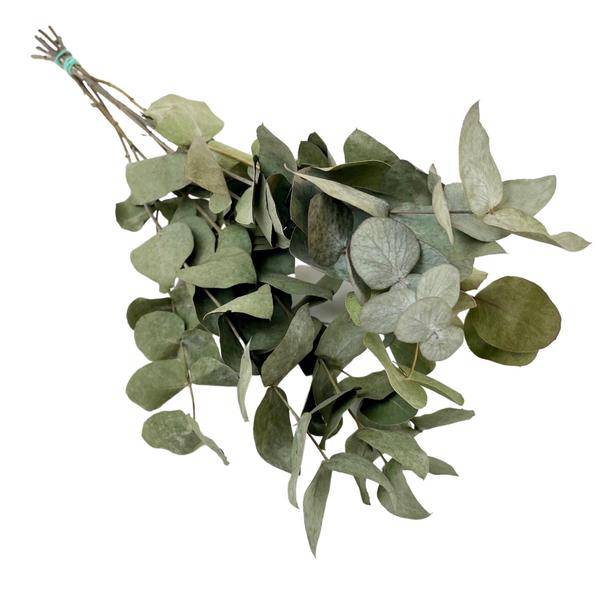 Getrocknete Blumen - Eukalyptus Cinerea - 6 Stück - ↕50cm