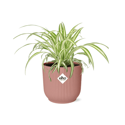 Grünlilie - Chlorophytum Comosum Variegatum - Zimmerpflanze + Topf Vibes Fold 14cm Rosa