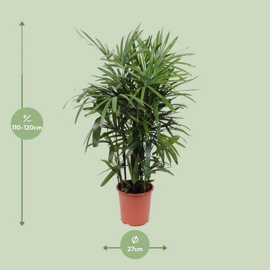 Steckenpalme - Rhapis Excelsa - Zimmerpflanze - Ø27cm - ↕120cm 
