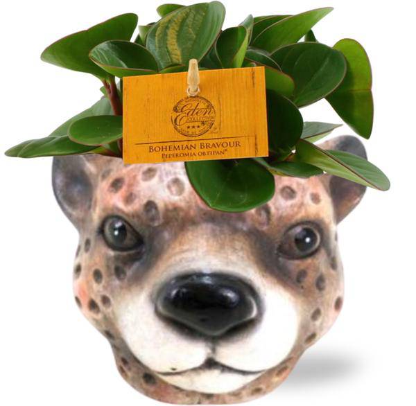 Peperomia Obtipan – Zwergpfeffer – Zimmerpflanze – Ø11cm – ca. 15cm hoch – In Keramiktopf Leopard Braun Ø12x9,5cm – Pflegeleicht & dekorativ 