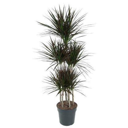 Drachenbaum - Dracaena Magenta Karussell - Zimmerpflanze -150cm - ø31cm