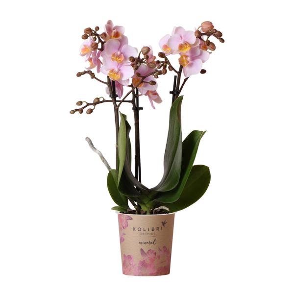 Rosa Phalaenopsis Orchidee - Andorra - Topfgröße Ø9cm | blühende Zimmerpflanze - frisch vom Züchter - Oasis of Life