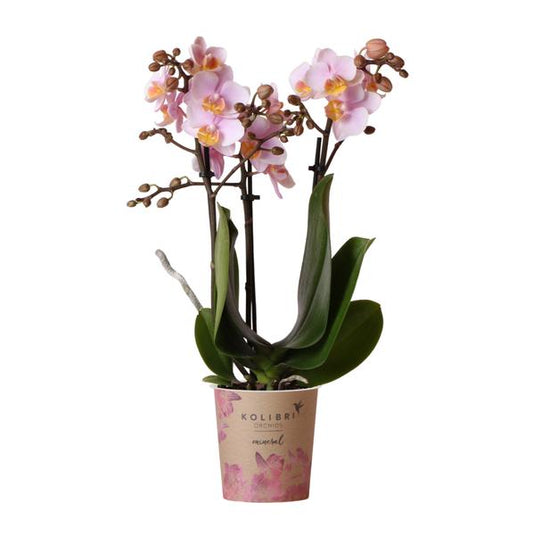 Rosa Phalaenopsis Orchidee - Andorra - Topfgröße Ø9cm | blühende Zimmerpflanze - frisch vom Züchter - Oasis of Life