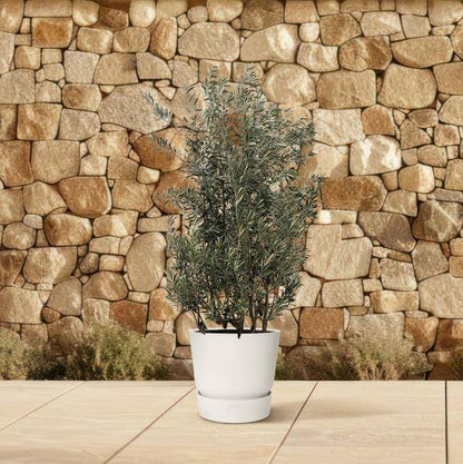 Olivenbaum - Olea Europaea Strauch - 225cm - Ø50cm