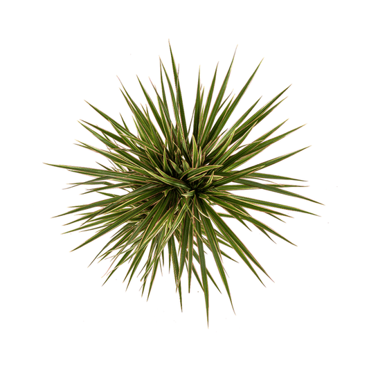 Dracaena Marginata Bicolor Ø17cm - ↕60cm - Oasis of Life